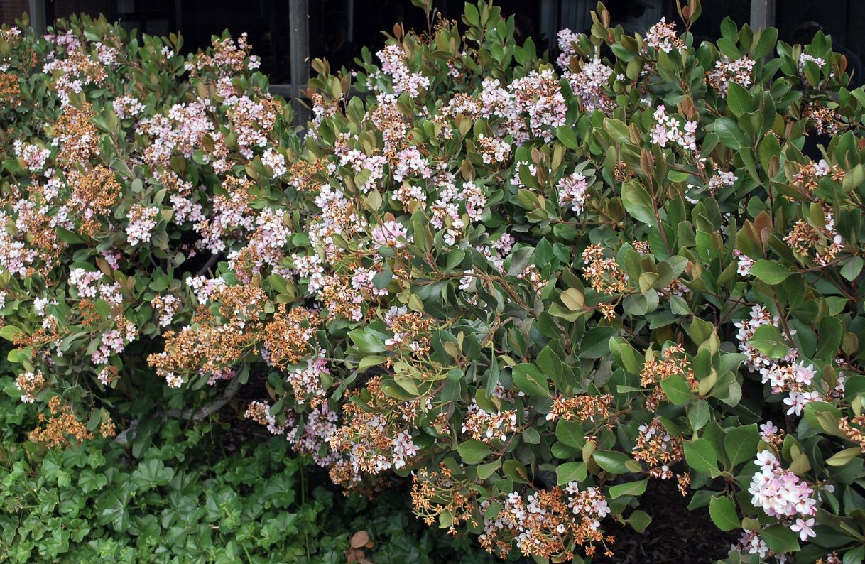 Indian Hawthorn (Rhaphiolepis Indica)