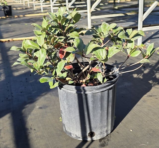 Indian Hawthorn, Size: 3 Gallon