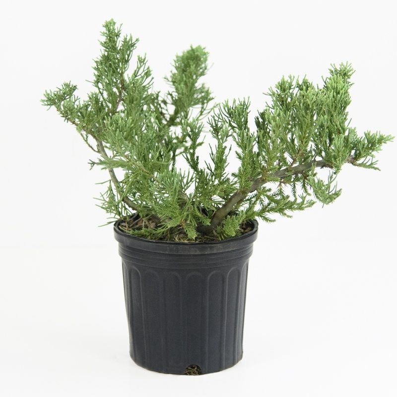 Parson’s Juniper (Juniper chinensis 'Parsonsii')