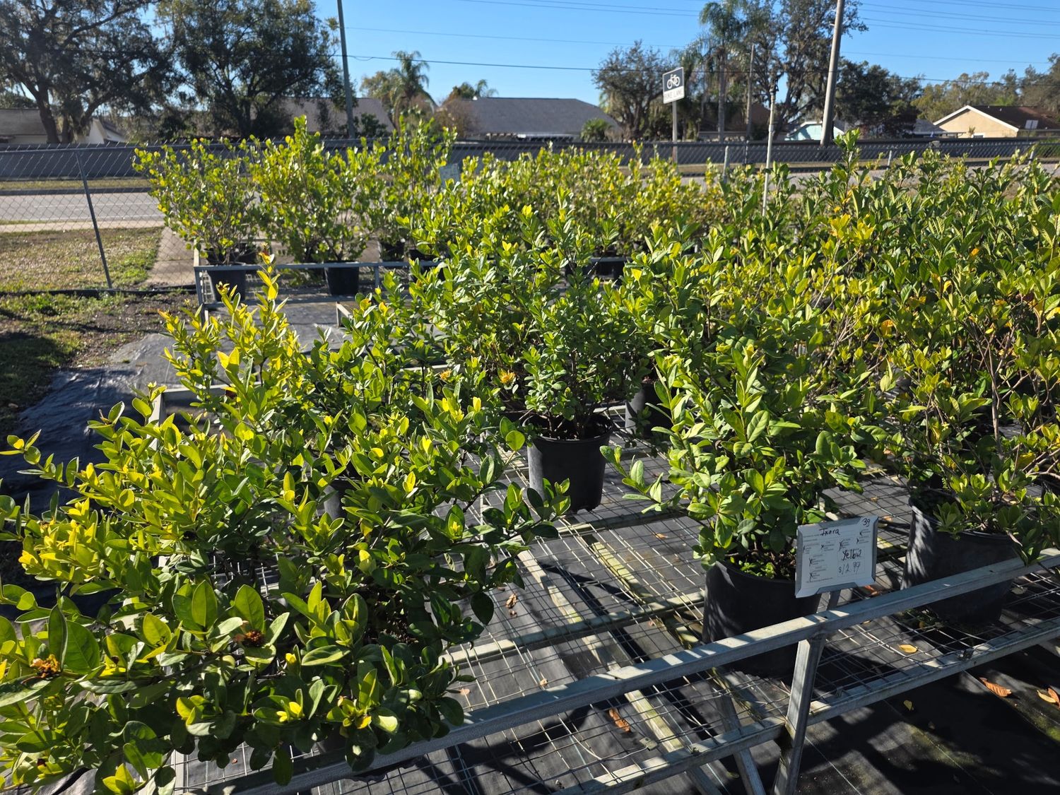 Ixora Yellow (Ixora coccinea (yellow))