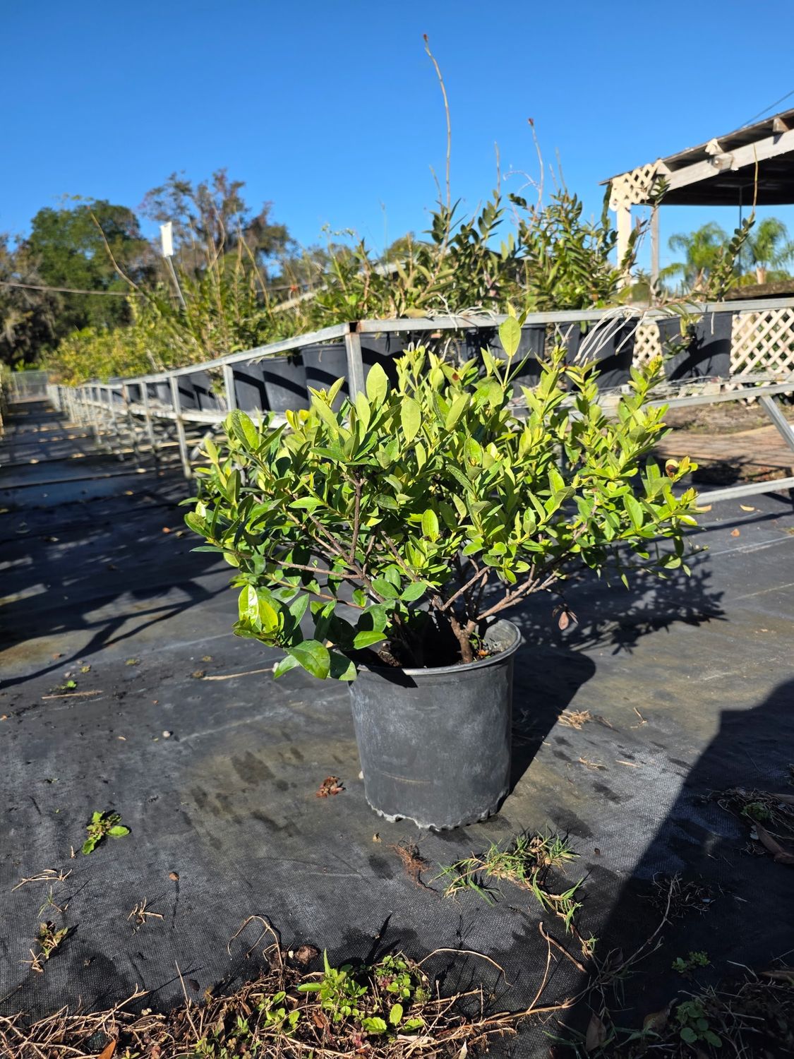 Ixora Yellow (Ixora coccinea (yellow)), Size: 3 Gallon