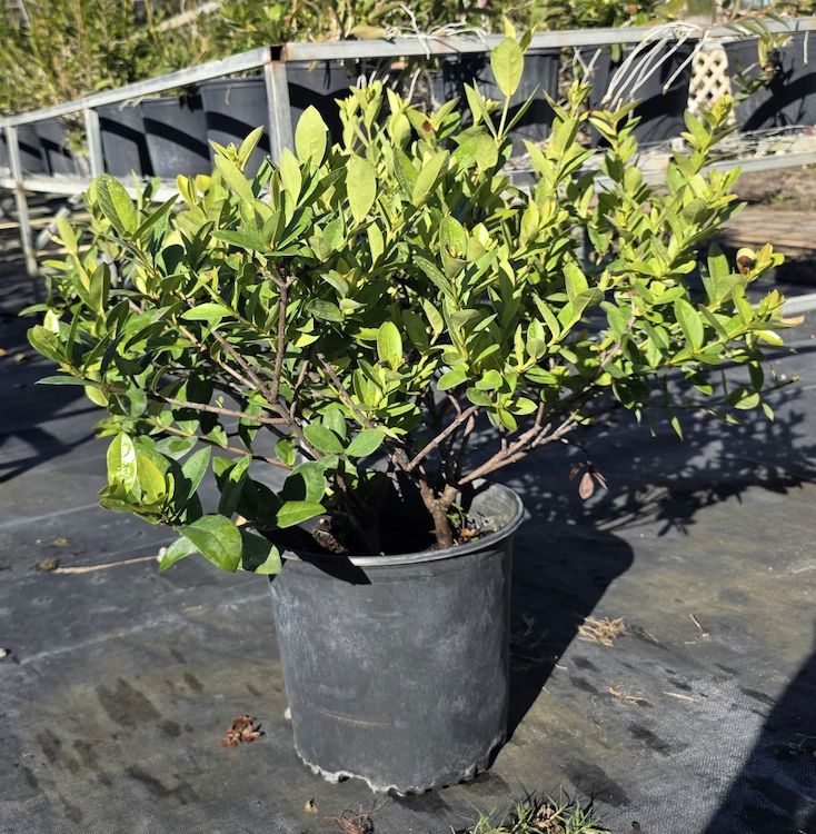 Ixora Yellow (Ixora coccinea (yellow))