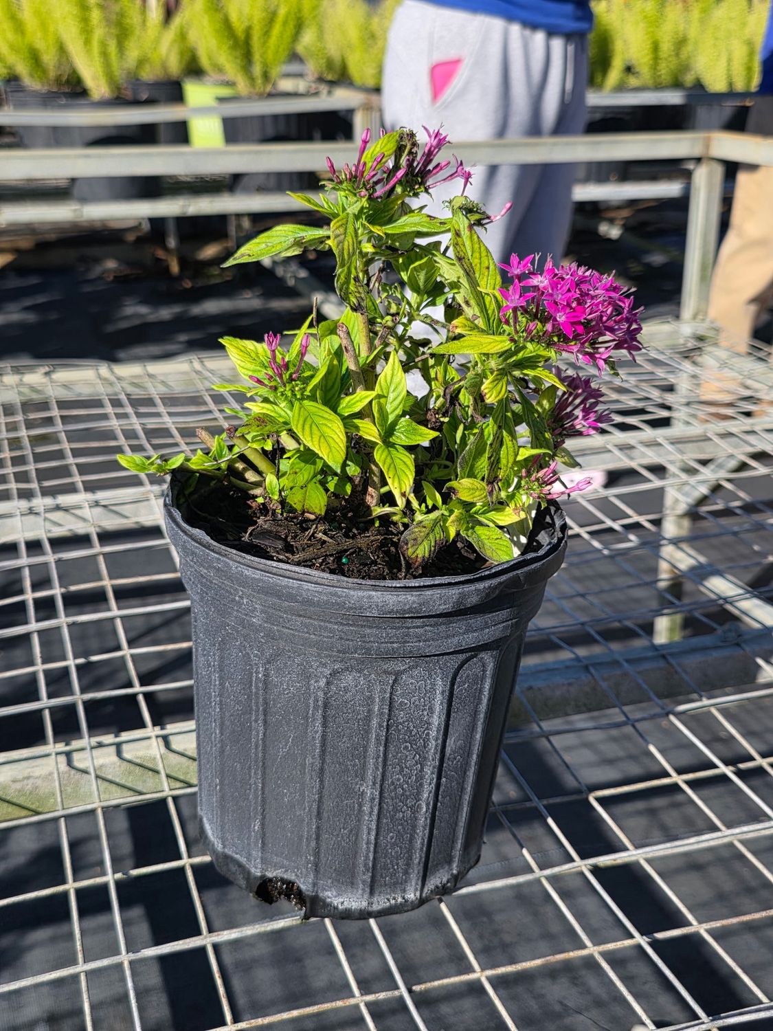 Pentas (Pink / Red) (Pentas lanceolata)