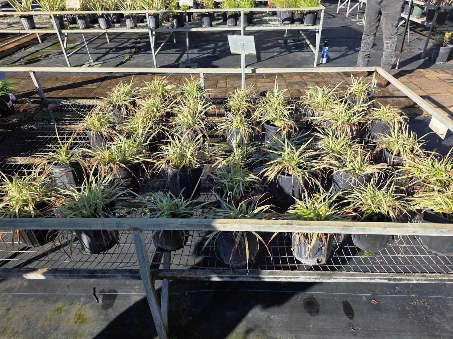 Aztec Grass (Cyperus alternifolius)