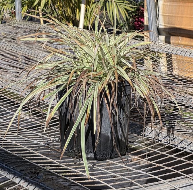 Aztec Grass (Cyperus alternifolius), Size: 1 Gallon