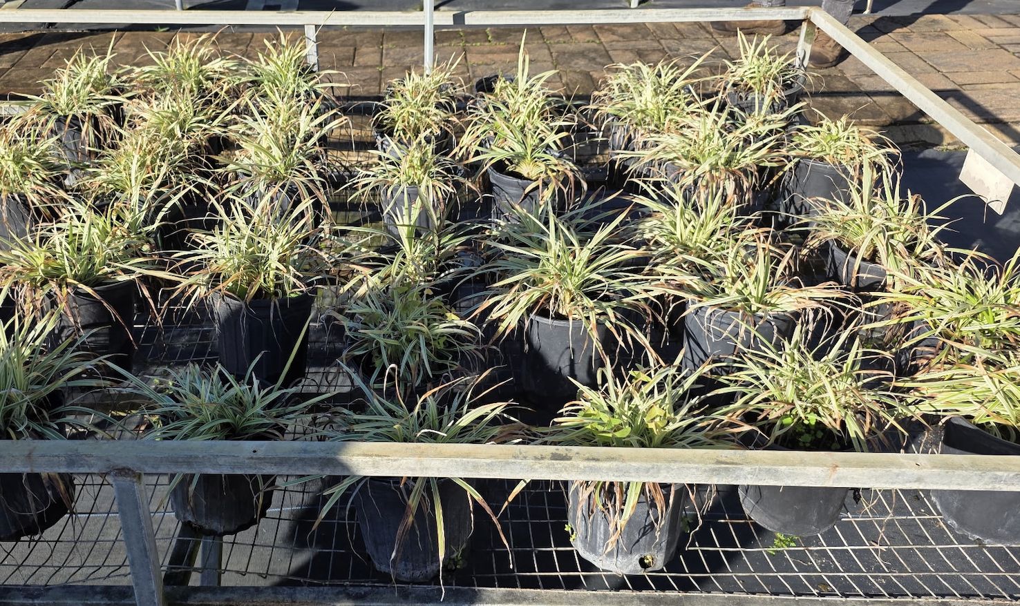 Aztec Grass (Cyperus alternifolius)