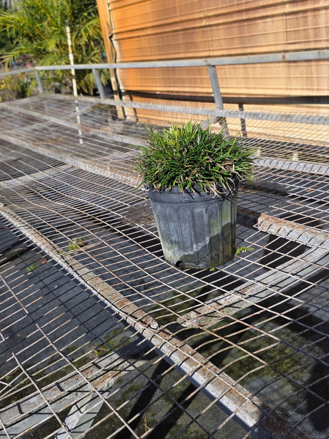 Dwarf Mondo Grass (Ophiopogon japonicus 'Nana"), Size: 1 Gallon