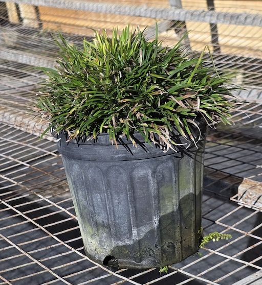 Dwarf Mondo Grass (Ophiopogon japonicus 'Nana"), Size: 1 Gallon