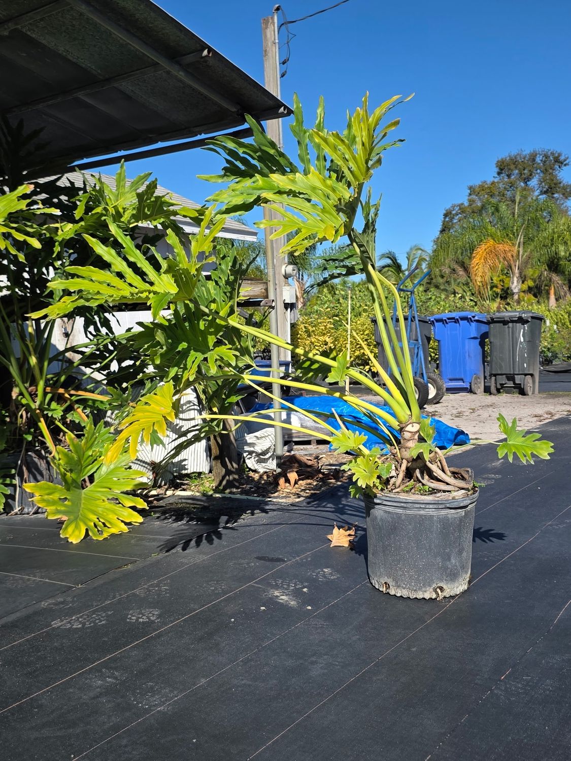 Philodendron Selloum (Philodendron bipinnatifidum)