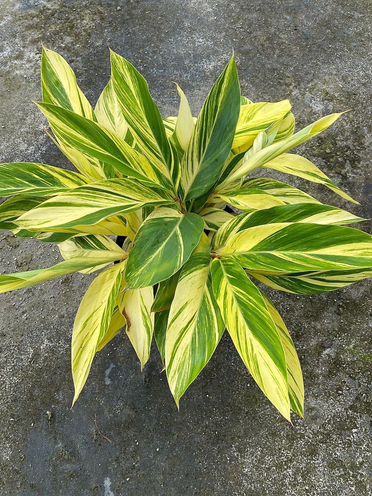 Variegated Ginger
