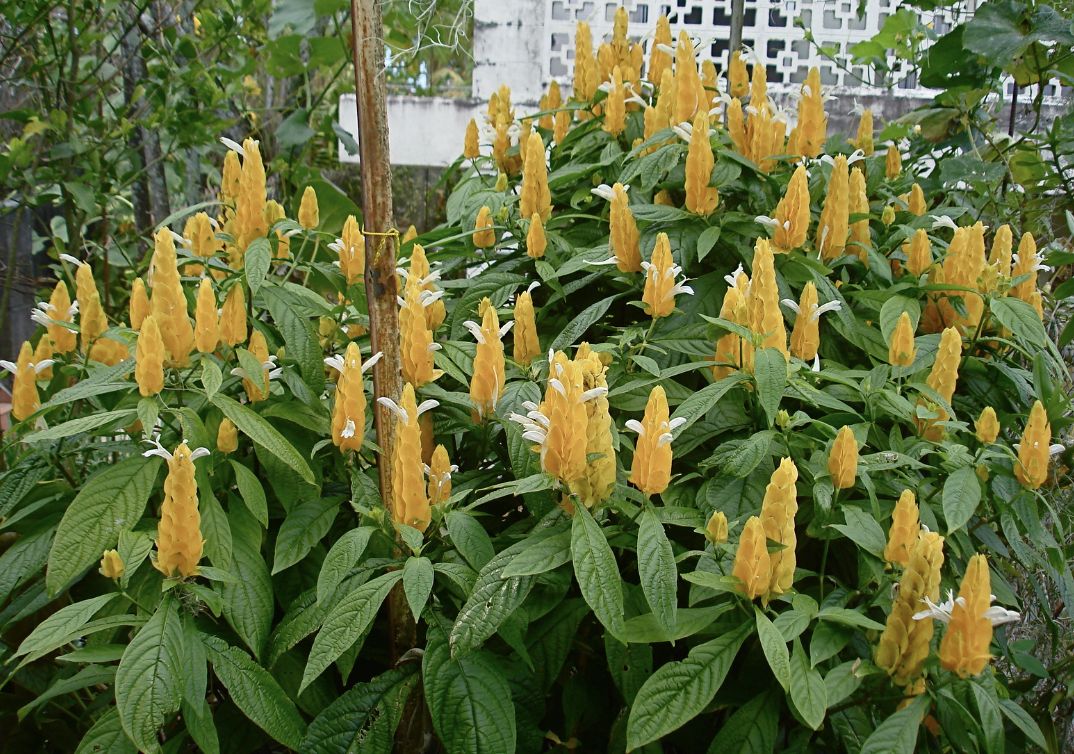 Yellow Shrimp Plant (Pachystachys Lutea)