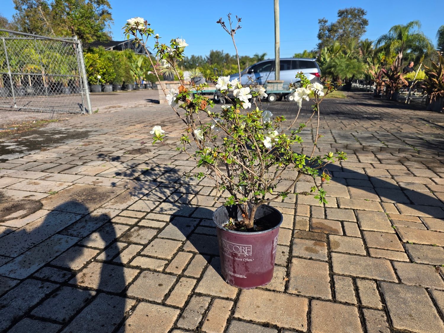 Encore Azalea (Rhododendron)