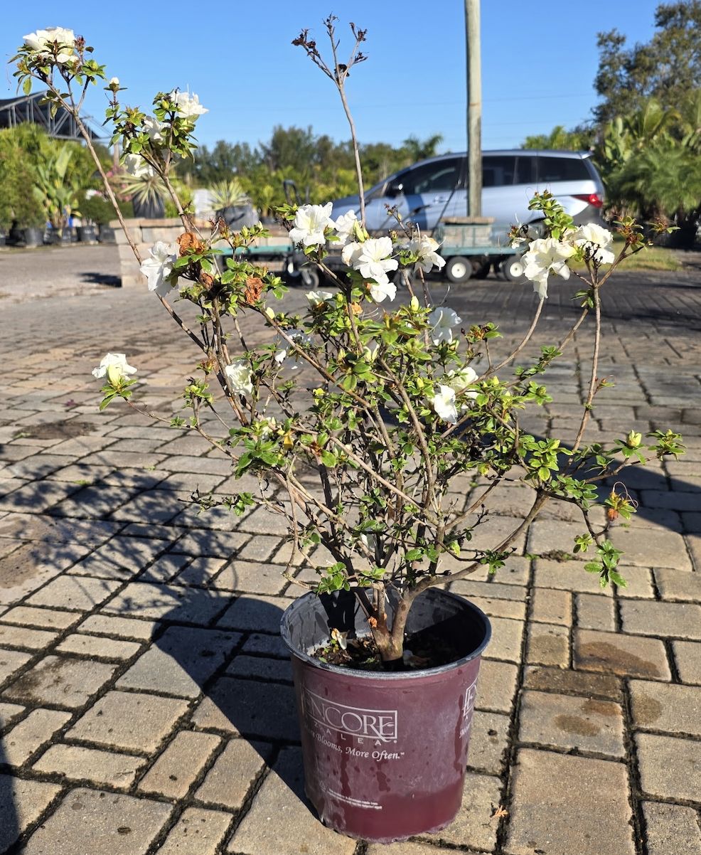 Encore Azalea (Rhododendron), Size: 3 Gallon