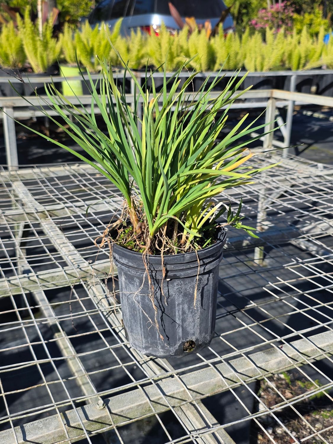 Society Garlic (Tulbaghia violacea)