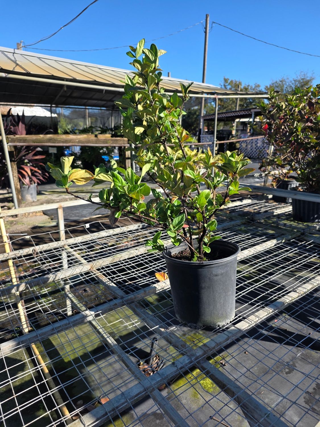 Viburnum ‘Suspensum’ (Viburnum suspensum)