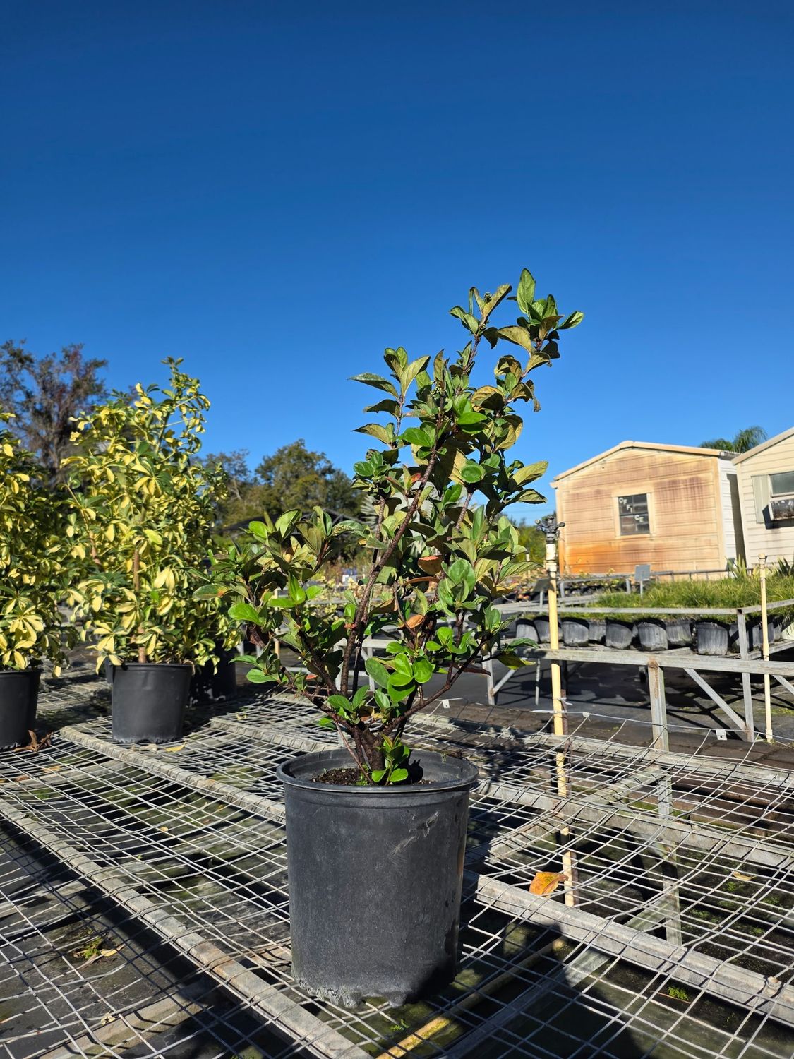 Viburnum ‘Suspensum’ (Viburnum suspensum), Size: 3 Gallon