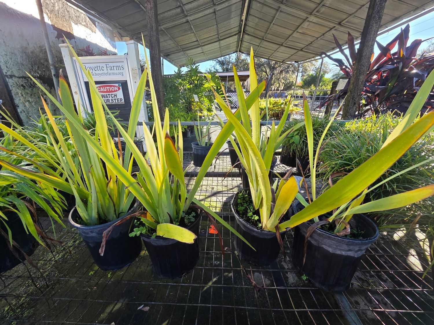 Apostle Iris (Neomarica caerulea), Size: 1 Gallon