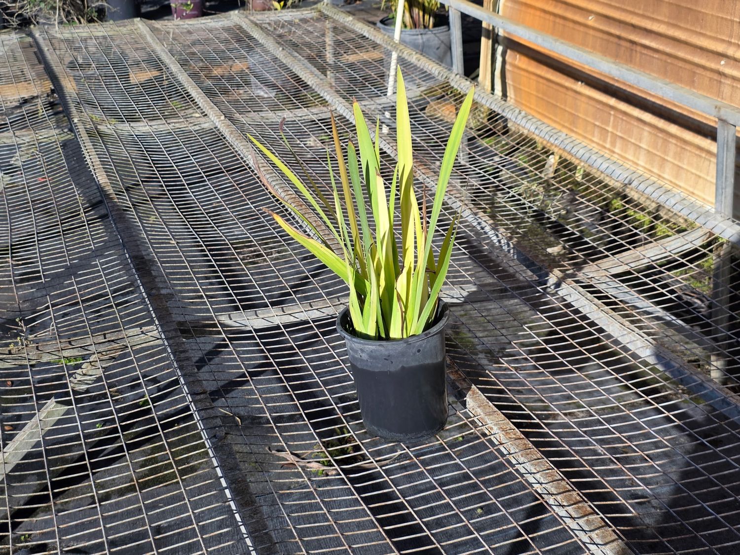 Apostle Iris (Neomarica caerulea)