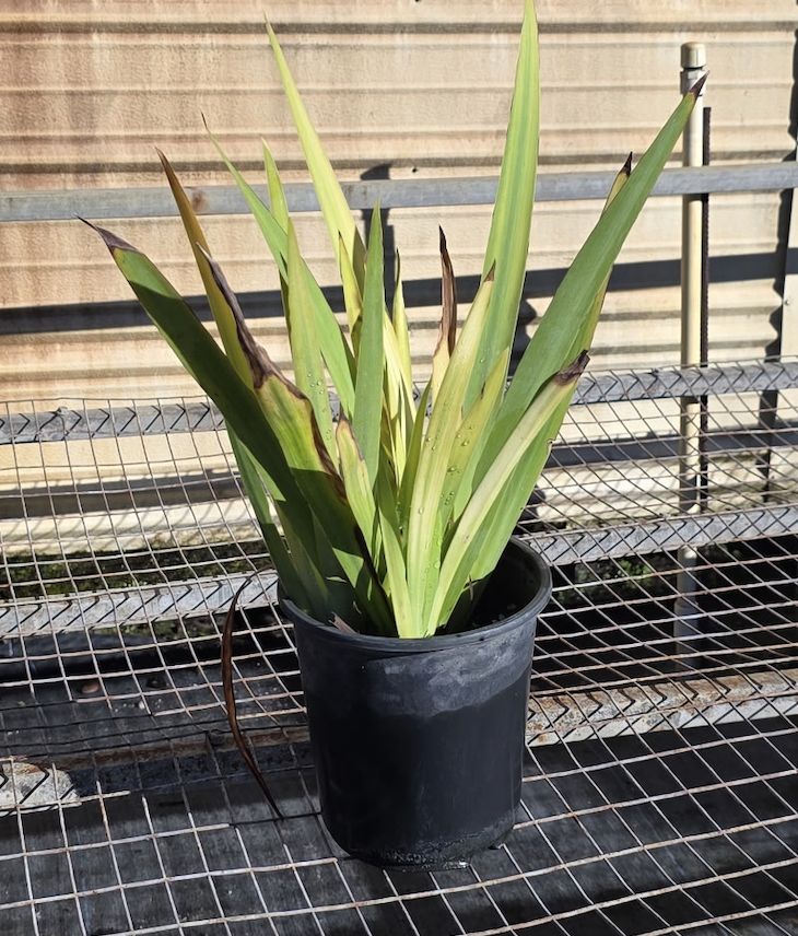 Apostle Iris (Neomarica caerulea), Size: 1 Gallon