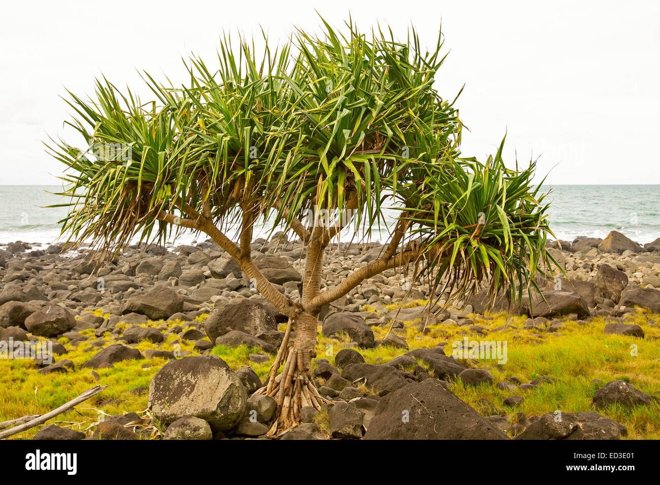 Pandanus Palm / Screw Pine