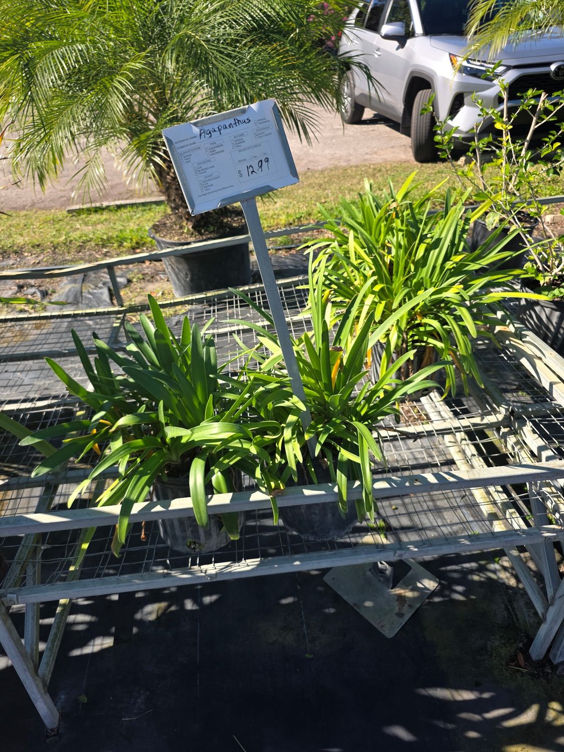 Agapanthus (Agapanthus spp.)