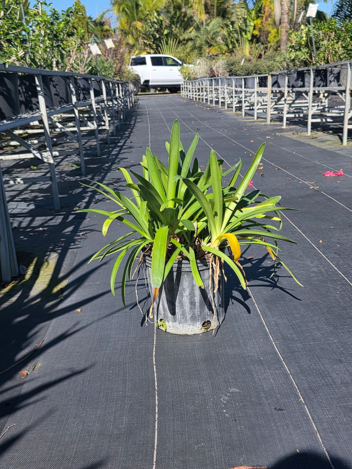 Agapanthus (Agapanthus spp.), Size: 3 Gallon