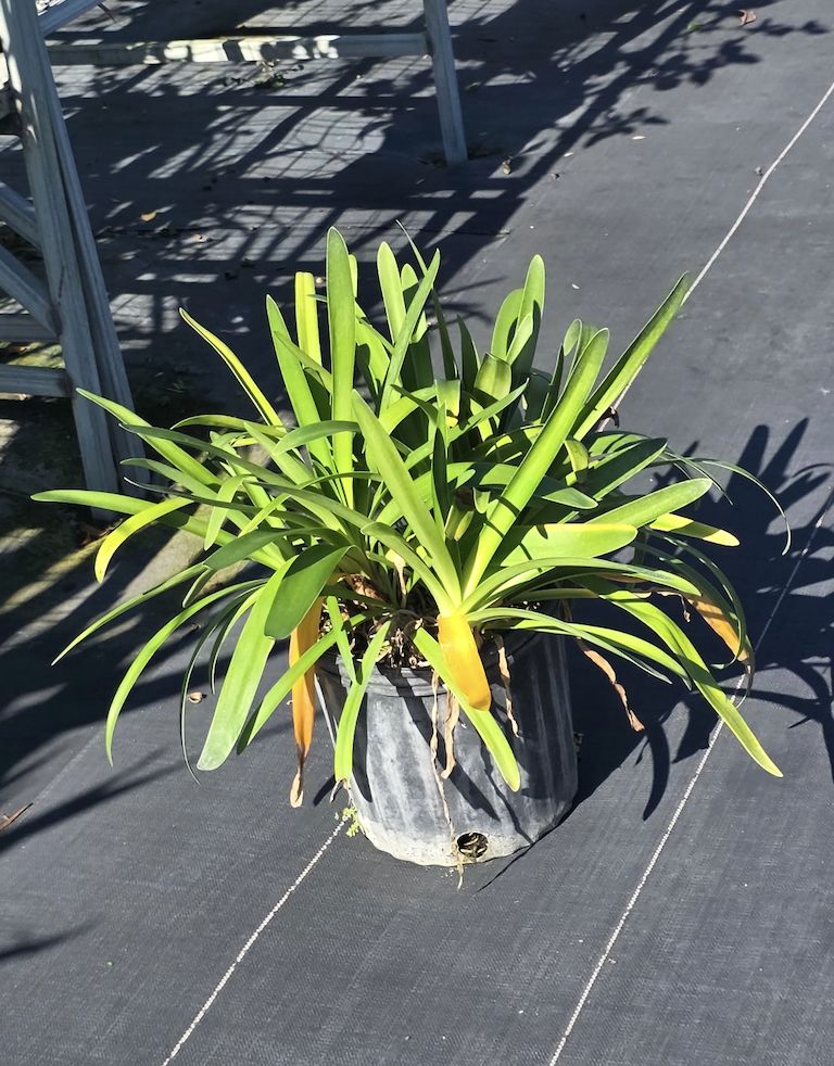 Agapanthus (Agapanthus spp.)