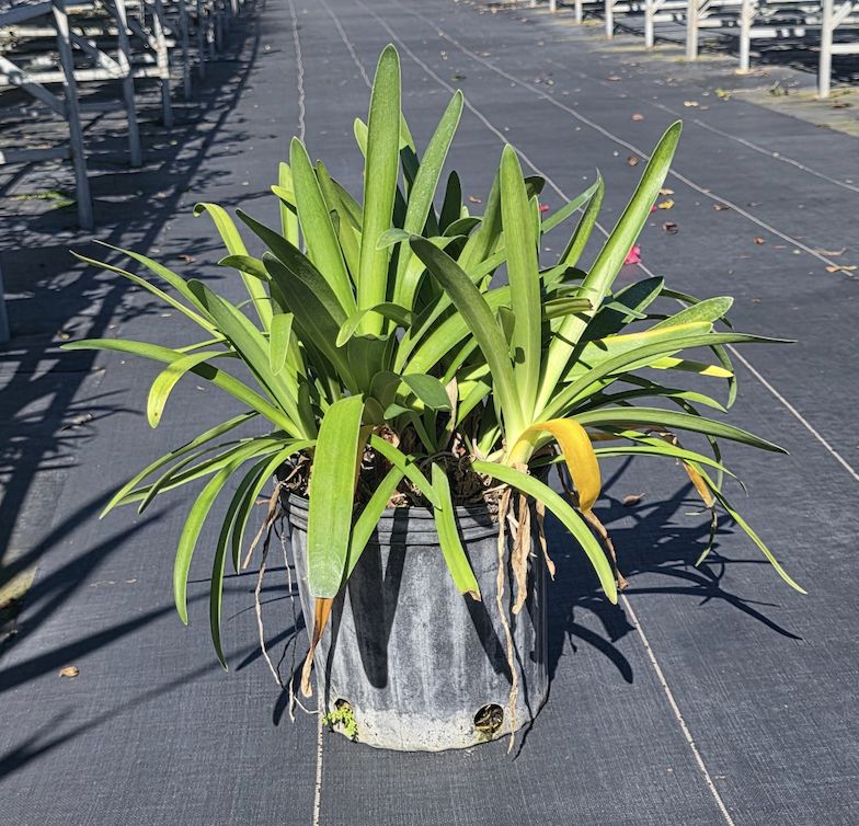 Agapanthus, Size: 3 Gallon