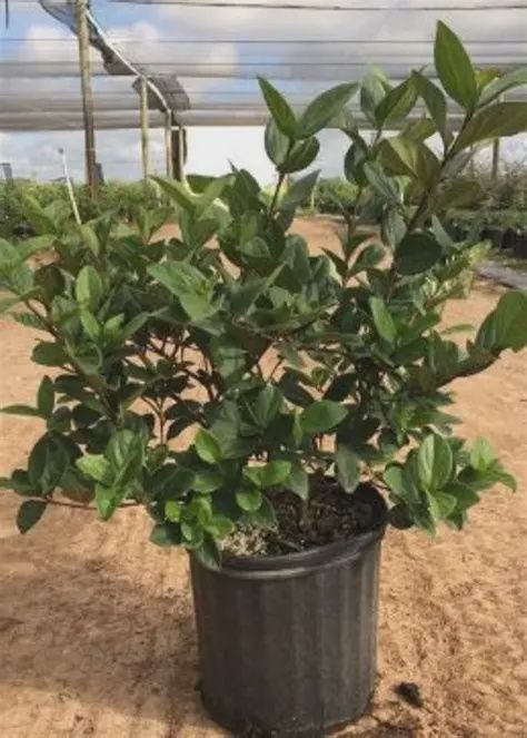 Viburnum (Viburnum spp.)