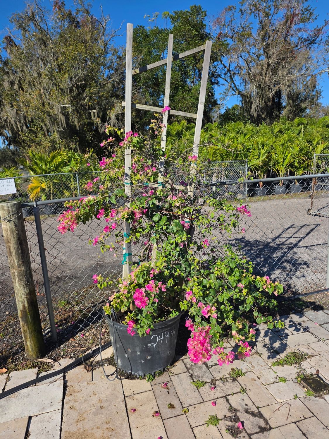 Bougainvillea (Bougainvillea spectabilis)