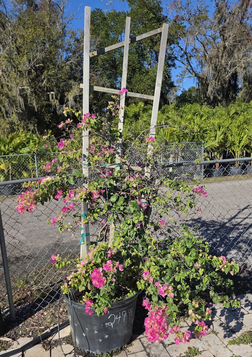 Bougainvillea (Bougainvillea spectabilis), Size: 25 Gallon