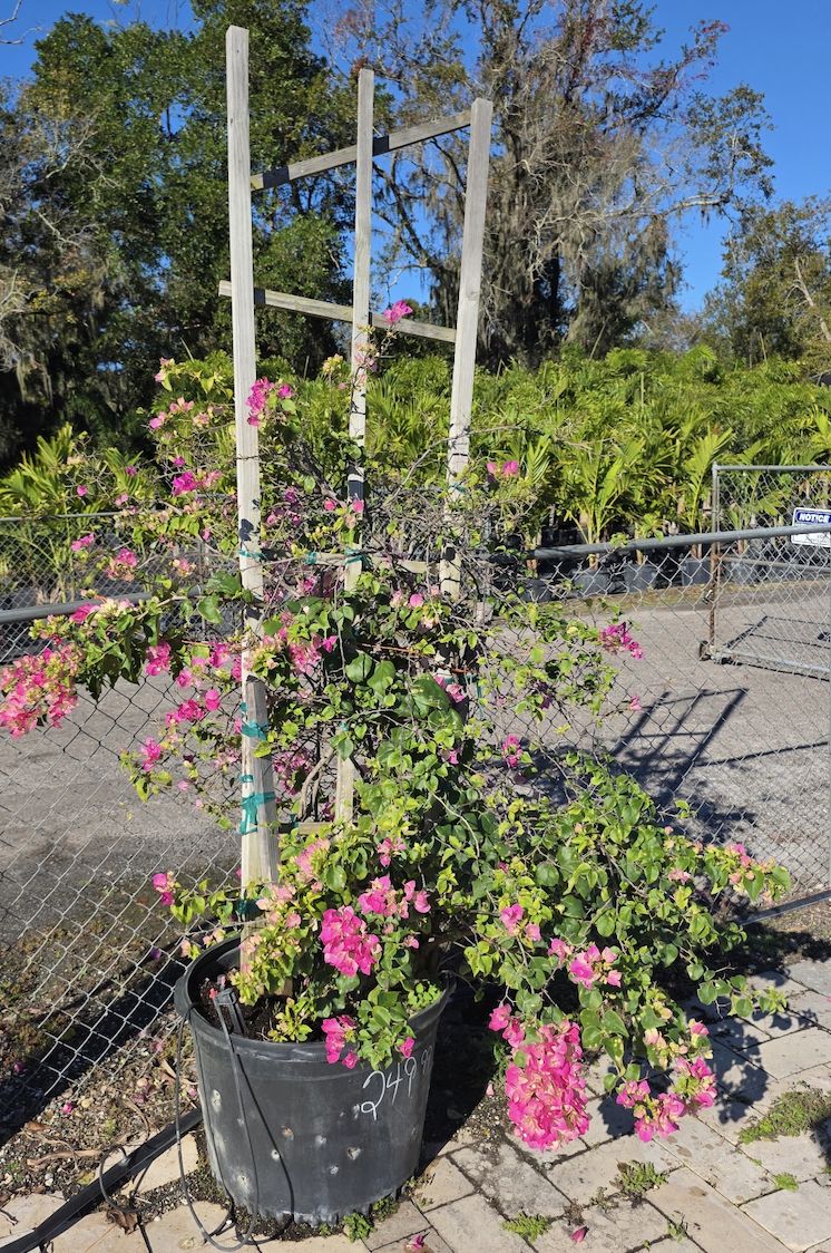 Bougainvillea (Bougainvillea spectabilis)