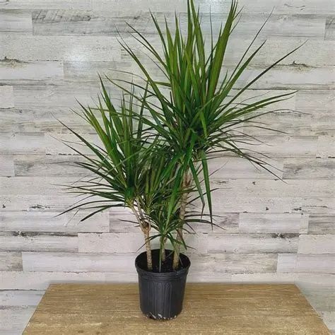 Dracaena ‘Trinette’
