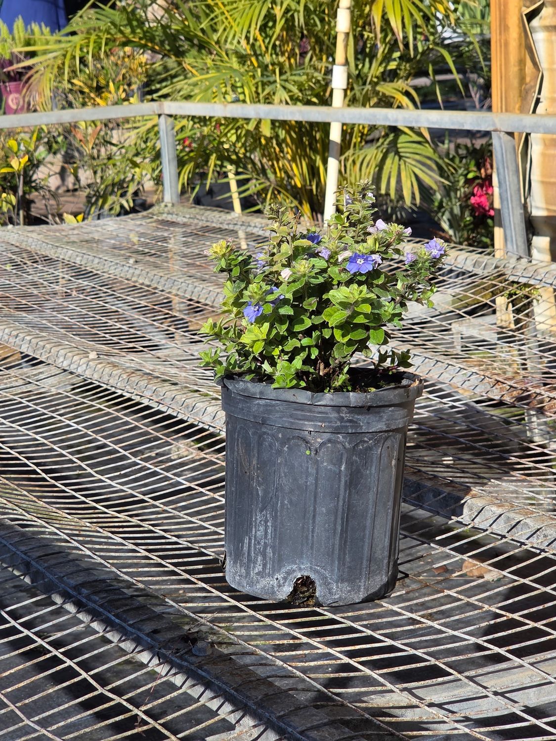 Blue Daze (Evolvulus glomeratus), Size: 1 Gallon