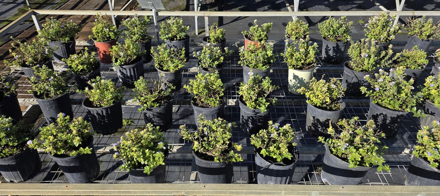 Blue Daze (Evolvulus glomeratus)blue dze