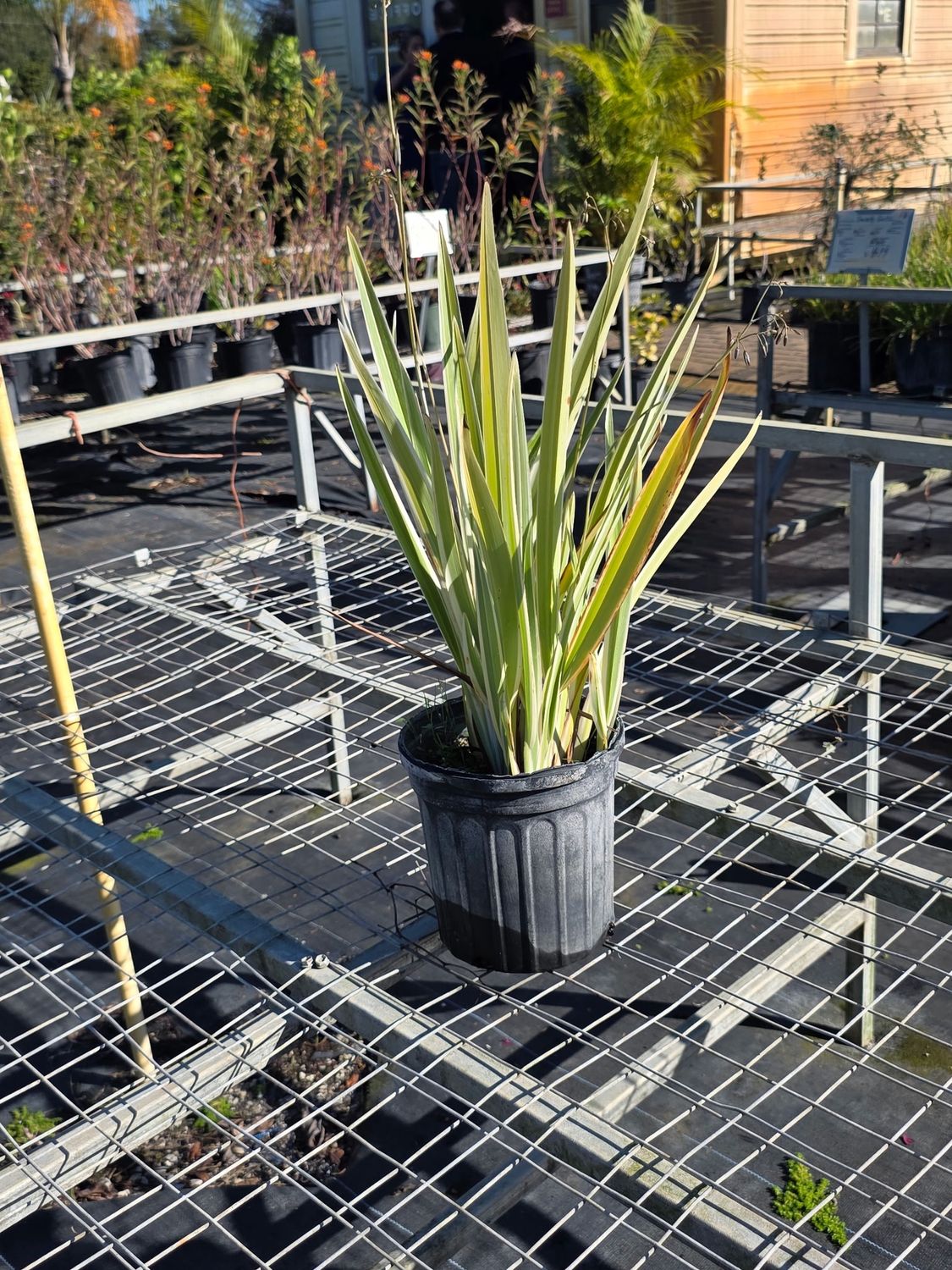 Flax Lily (Dianella spp.)
