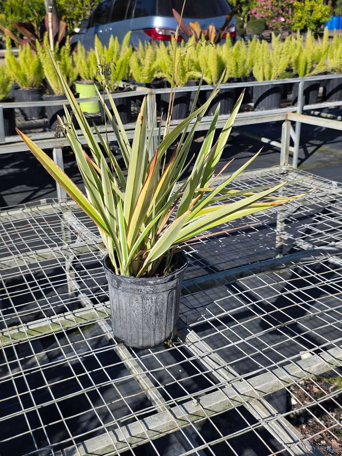 Flax Lily (Dianella spp.), Size: 1 Gallon
