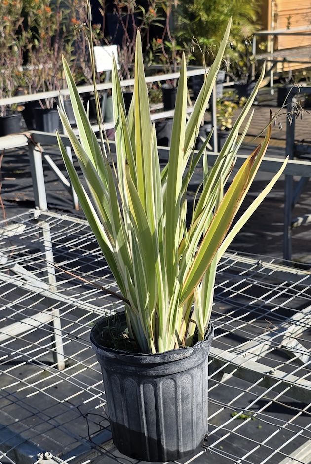 Flax Lily (Dianella spp.)