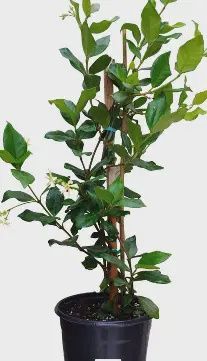 Confederate Jasmine (White)