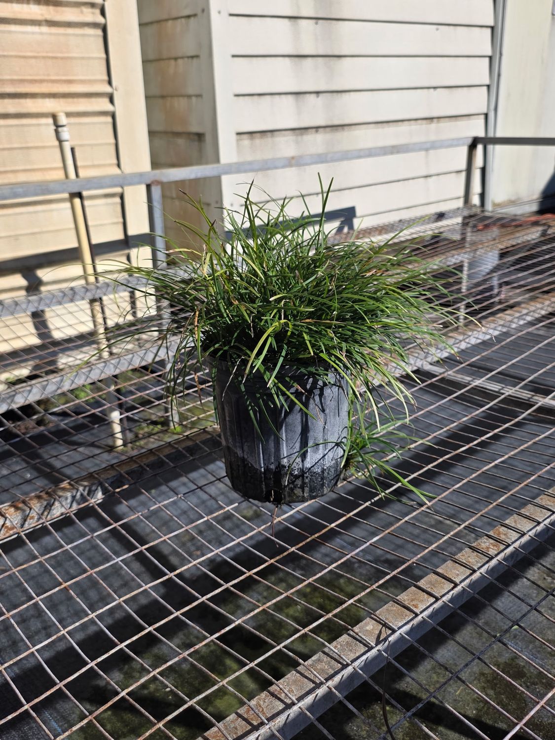 Mondo Grass (Ophiopogon japonicus), Size: 1 Gallon