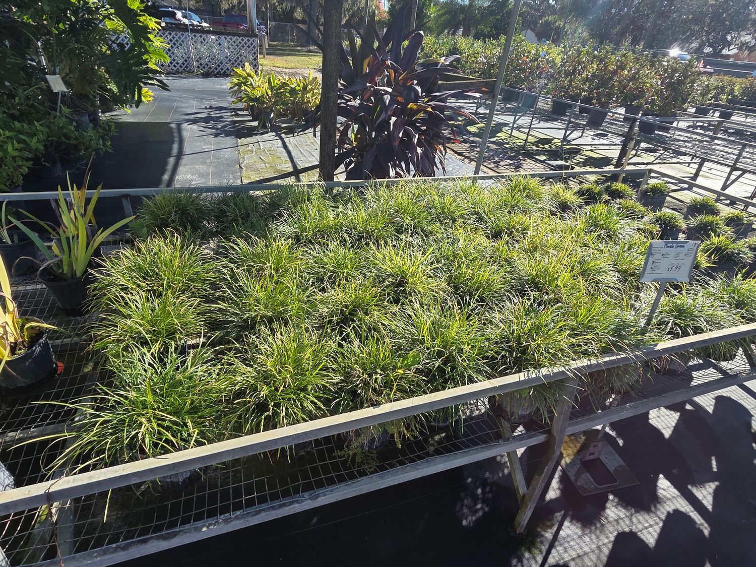 Mondo Grass (Ophiopogon japonicus)