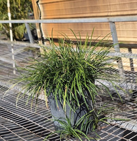 Mondo Grass (Ophiopogon japonicus)