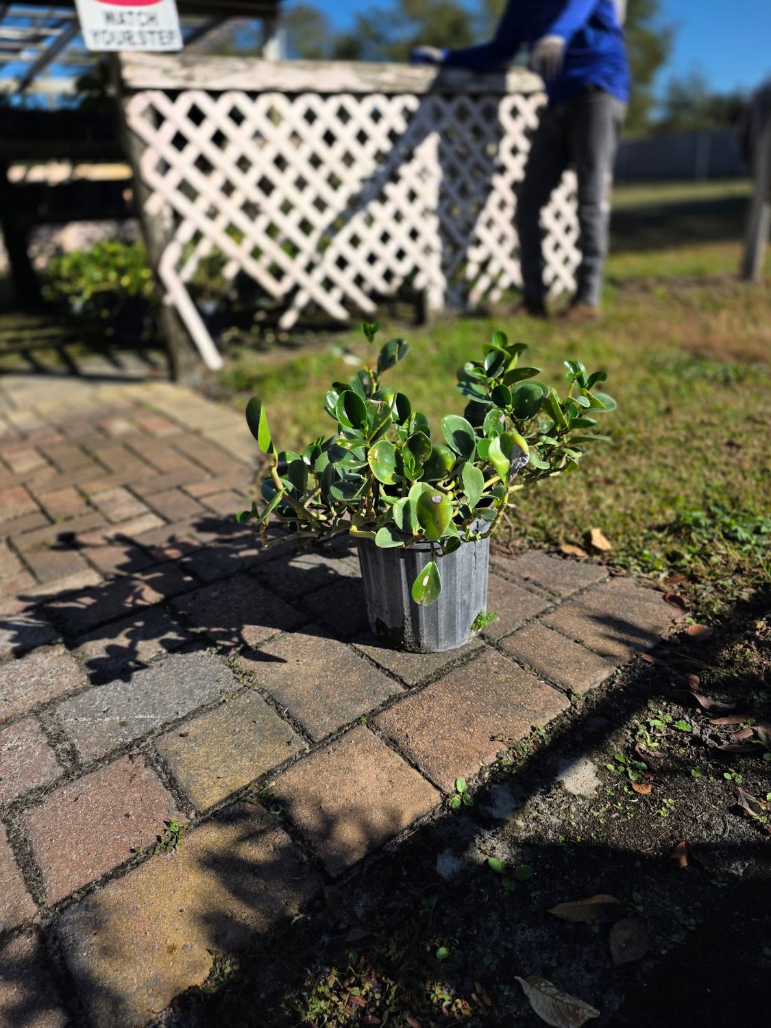 Money Tree (Pachira aquatica), Size: 3 Gallon