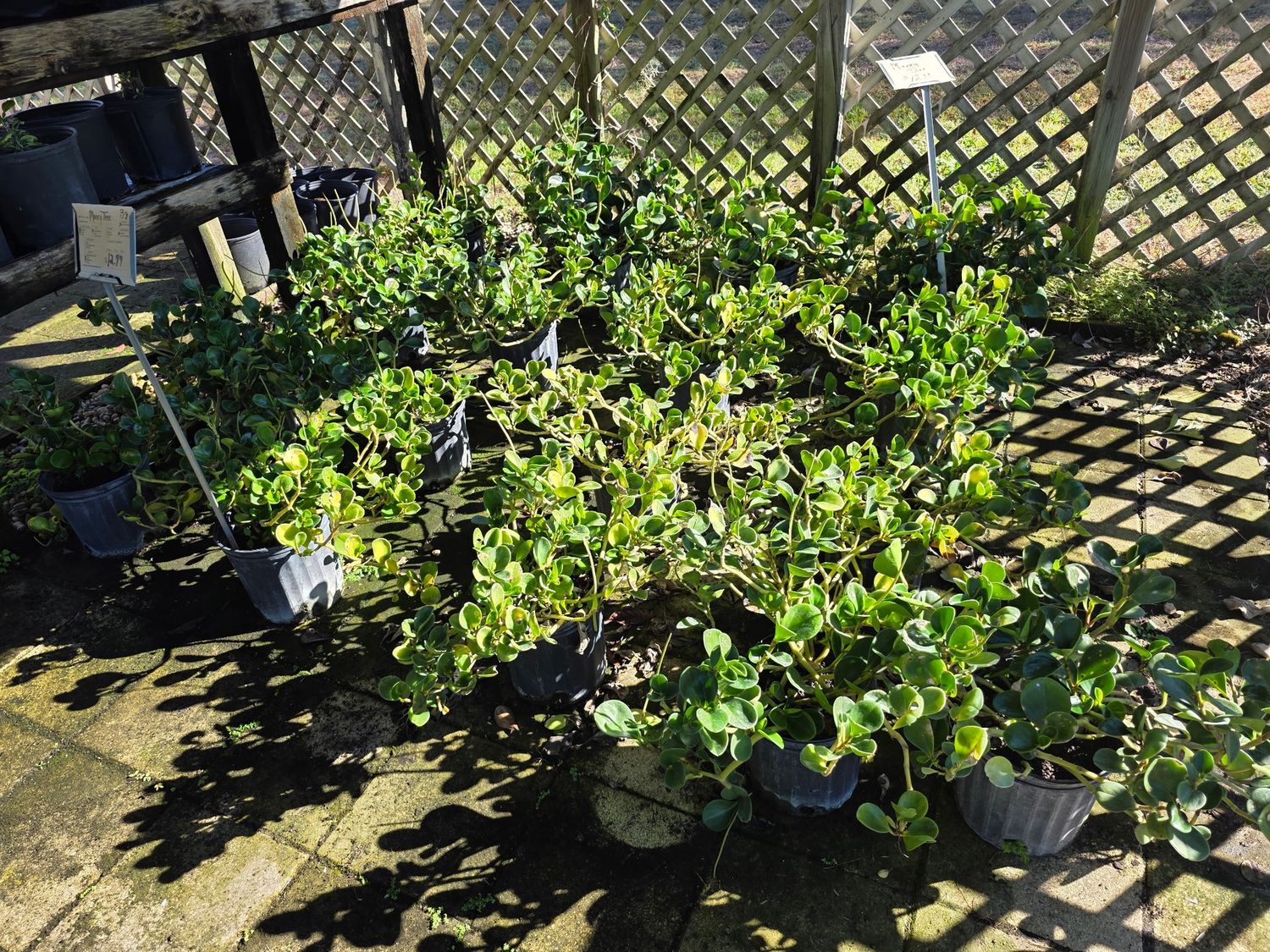 Money Tree (Pachira aquatica)