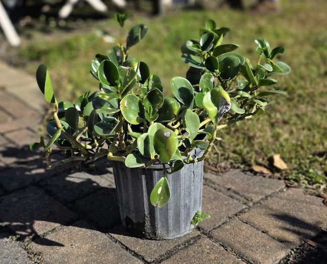 Money Tree (Pachira aquatica), Size: 3 Gallon