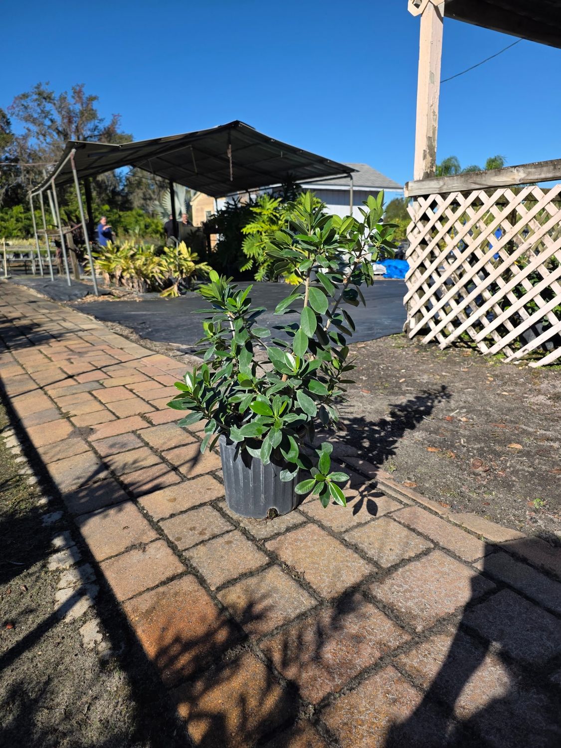 Green Island Ficus (Ficus microcarpa 'Green Island'), Size: 3 Gallon