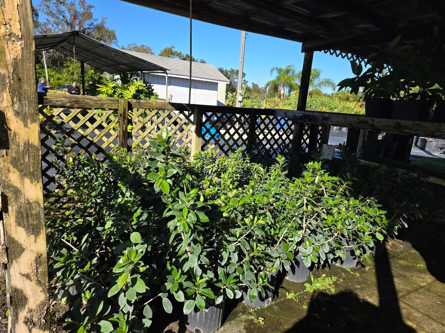 Green Island Ficus (Ficus microcarpa 'Green Island')