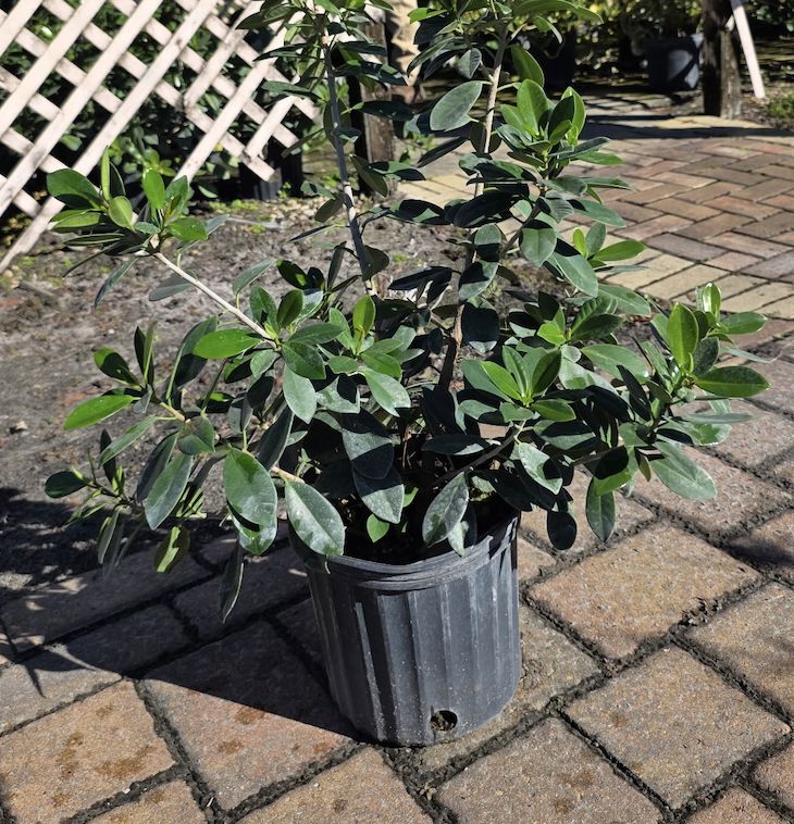 Green Island Ficus (Ficus microcarpa 'Green Island')