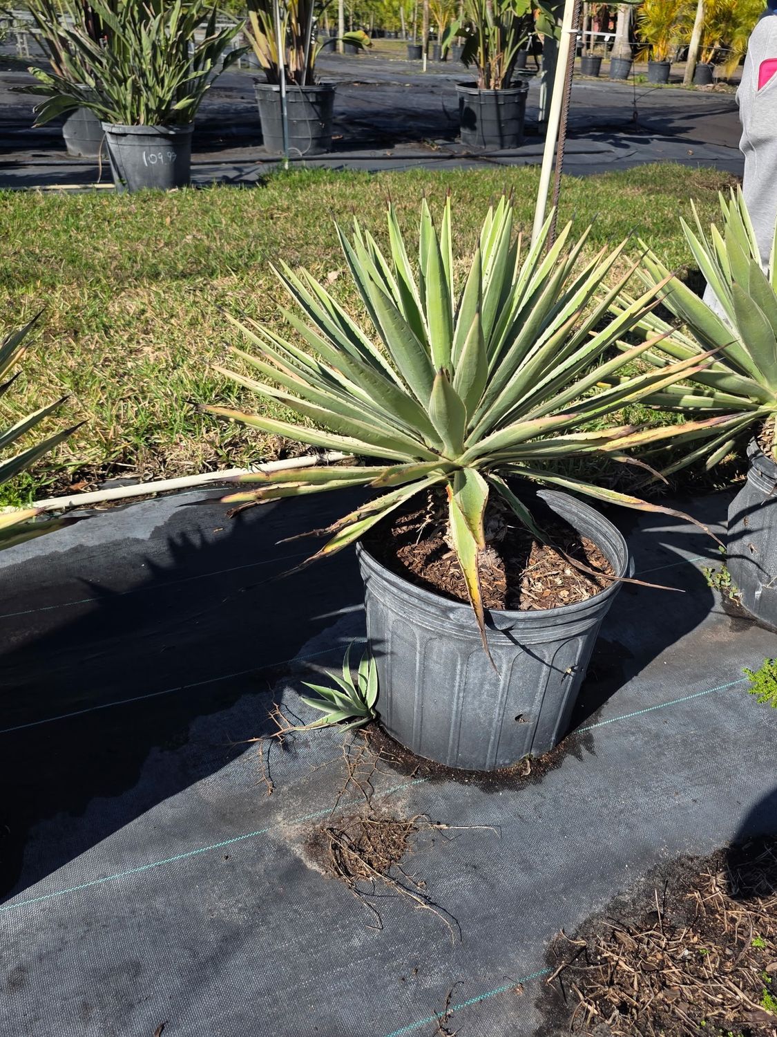 Agave Caribbean (Agave spp.), Size: 7 Gallon