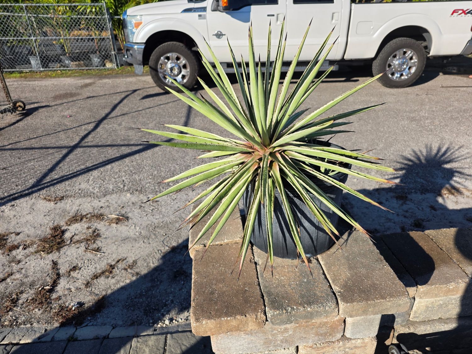 Agave Caribbean (Agave spp.)
